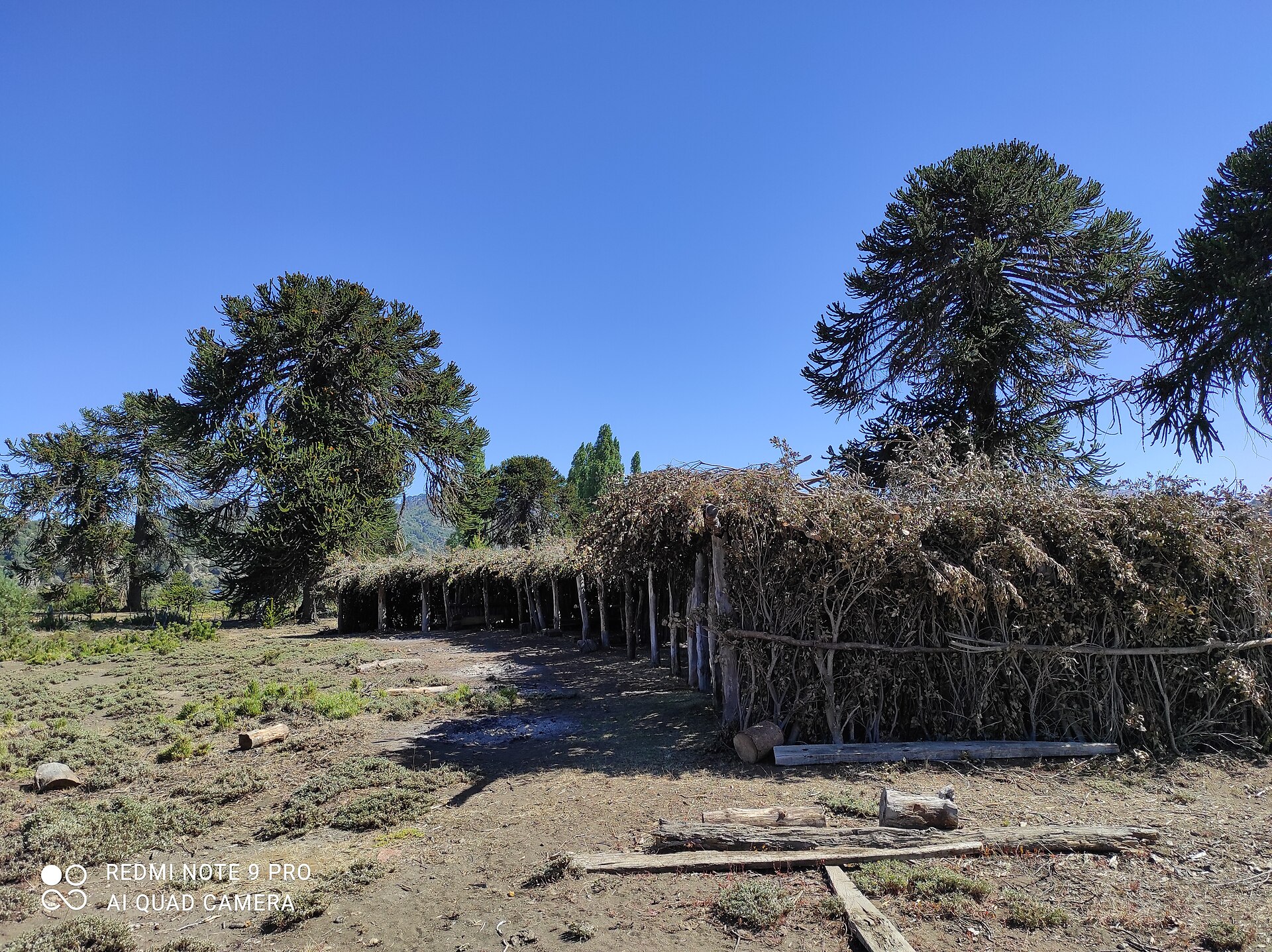 Araucarias cerca de La Angostura